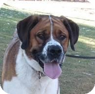 St. Bernard Dog for Sale in Glendale, Arizona - Zoey St. Bernard Dog for Sale in Glendale, Arizona - Zoey