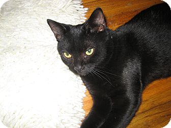 Domestic Shorthair Kitten for Sale in New York, New York - Skittles Domestic Shorthair Kitten for Sale in New York, New York - Skittles