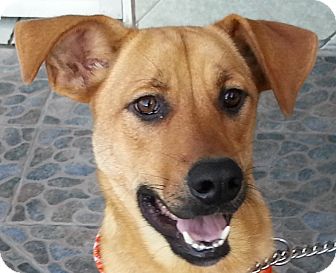 Labrador Retriever Mix Dog for Sale in San Diego, California - IKE Labrador Retriever Mix Dog for Sale in San Diego, California - IKE