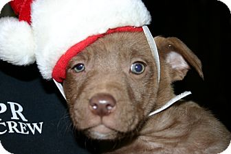 Labrador Retriever Mix Puppy for Sale in Glastonbury, Connecticut - Ricky- meet me! Labrador Retriever Mix Puppy for Sale in Glastonbury, Connecticut - Ricky- meet me!