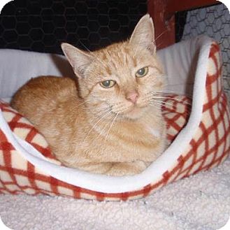 Domestic Shorthair Cat for Sale in East Brunswick, New Jersey - Nicki Domestic Shorthair Cat for Sale in East Brunswick, New Jersey - Nicki