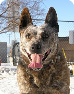 Australian Cattle Dog Dog for Sale in Meridian, Idaho - Mystic Australian Cattle Dog Dog for Sale in Meridian, Idaho - Mystic