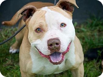 American Pit Bull Terrier Dog for Sale in Scottsdale, Arizona - Alfonso American Pit Bull Terrier Dog for Sale in Scottsdale, Arizona - Alfonso