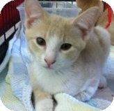 Domestic Shorthair Kitten for Sale in Riverside, Rhode Island - Daryl Domestic Shorthair Kitten for Sale in Riverside, Rhode Island - Daryl