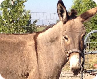 Donkey/Mule/Burro/Hinny Mix for Sale in Bangor, California - Maddie Donkey/Mule/Burro/Hinny Mix for Sale in Bangor, California - Maddie