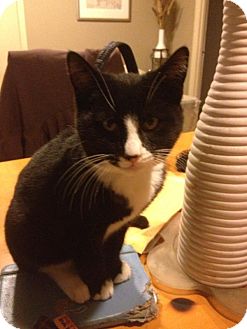 American Shorthair Kitten for Sale in Brooklyn, New York - Minky American Shorthair Kitten for Sale in Brooklyn, New York - Minky