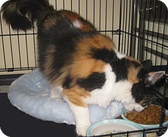 Maine Coon Cat for Sale in Dallas area, Texas - Abagail Maine Coon Cat for Sale in Dallas area, Texas - Abagail