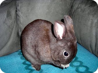 Netherland Dwarf Mix for Sale in East Hartford, Connecticut - Peanut Netherland Dwarf Mix for Sale in East Hartford, Connecticut - Peanut
