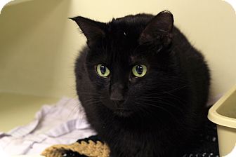 Domestic Shorthair Cat for Sale in Chicago, Illinois - Luca Domestic Shorthair Cat for Sale in Chicago, Illinois - Luca