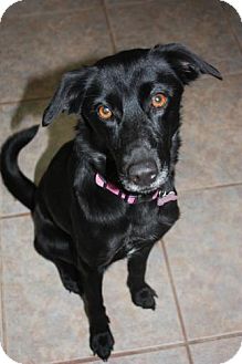 Labrador Retriever Mix Dog for Sale in Stilwell, Oklahoma - Sophie Labrador Retriever Mix Dog for Sale in Stilwell, Oklahoma - Sophie