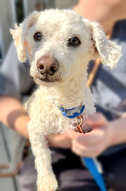 Voorhees NJ Bichon Frise Meet Snoopy Bonded With T Bo A Pet For