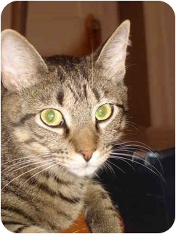 Domestic Shorthair Cat for Sale in Petersburg, Virginia - Gringo & Gomez Domestic Shorthair Cat for Sale in Petersburg, Virginia - Gringo & Gomez