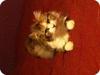 Domestic Longhair Cat for Sale in Southaven, Mississippi - Callie Domestic Longhair Cat for Sale in Southaven, Mississippi - Callie