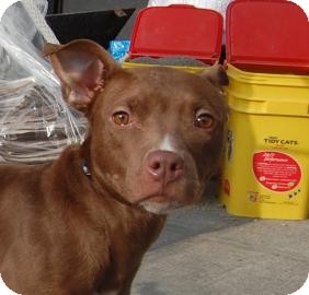 American Pit Bull Terrier/American Pit Bull Terrier Mix Dog for Sale in Brooklyn, New York - Hazel American Pit Bull Terrier/American Pit Bull Terrier Mix Dog for Sale in Brooklyn, New York - Hazel