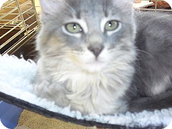Domestic Mediumhair Kitten for Sale in Fairborn, Ohio - Grey Kitties Domestic Mediumhair Kitten for Sale in Fairborn, Ohio - Grey Kitties