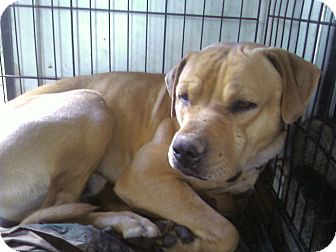 Bullmastiff/American Pit Bull Terrier Mix Dog for Sale in Yuba City, California - Sash Bullmastiff/American Pit Bull Terrier Mix Dog for Sale in Yuba City, California - Sash