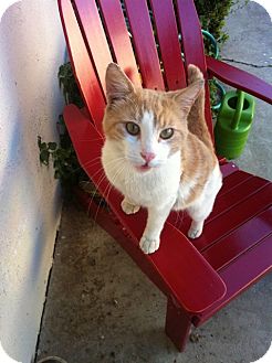 Domestic Shorthair Cat for Sale in santa monica, California - Big Boy Domestic Shorthair Cat for Sale in santa monica, California - Big Boy