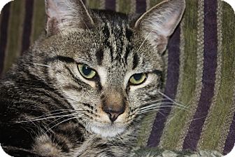Domestic Shorthair Cat for Sale in Little Falls, New Jersey - Grover (LE) Domestic Shorthair Cat for Sale in Little Falls, New Jersey - Grover (LE)
