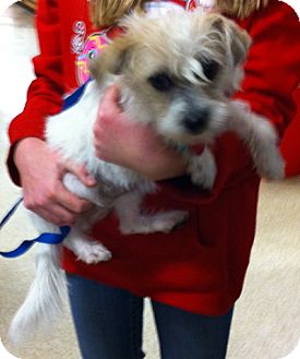 Terrier (Unknown Type, Small) Mix Puppy for Sale in Loudonville, New York - Emily Terrier (Unknown Type, Small) Mix Puppy for Sale in Loudonville, New York - Emily
