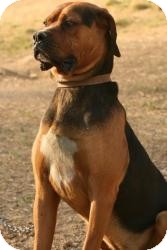 Boxer/Mastiff Mix Dog for Sale in Danbury, Connecticut - Hugo Boxer/Mastiff Mix Dog for Sale in Danbury, Connecticut - Hugo