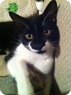 Domestic Shorthair Cat for Sale in Little Falls, New Jersey - Alvin (LE) Domestic Shorthair Cat for Sale in Little Falls, New Jersey - Alvin (LE)