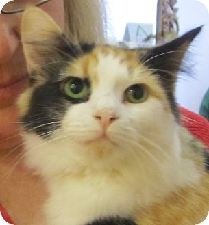 Calico Kitten for Sale in Chandler, Arizona - Truffles Calico Kitten for Sale in Chandler, Arizona - Truffles