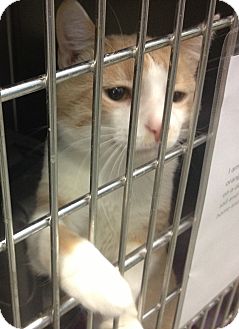 Domestic Shorthair Cat for Sale in Schererville, Indiana - Tang Domestic Shorthair Cat for Sale in Schererville, Indiana - Tang