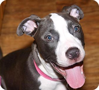 American Staffordshire Terrier/Terrier (Unknown Type, Medium) Mix Puppy for Sale in North Olmsted, Ohio - Indigo American Staffordshire Terrier/Terrier (Unknown Type, Medium) Mix Puppy for Sale in North Olmsted, Ohio - Indigo