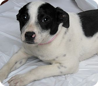 Australian Cattle Dog Mix Puppy for Sale in Thousand Oaks, California - Luna Australian Cattle Dog Mix Puppy for Sale in Thousand Oaks, California - Luna