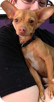 Chihuahua Mix Dog for Sale in Thousand Oaks, California - Cricket Chihuahua Mix Dog for Sale in Thousand Oaks, California - Cricket