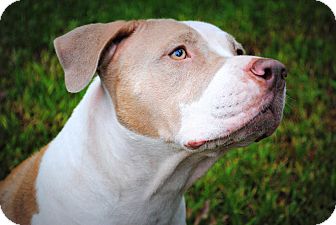 American Pit Bull Terrier Mix Dog for Sale in Orlando, Florida - Freedom American Pit Bull Terrier Mix Dog for Sale in Orlando, Florida - Freedom