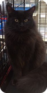 Domestic Longhair Cat for Sale in Modesto, California - Moonlight Domestic Longhair Cat for Sale in Modesto, California - Moonlight
