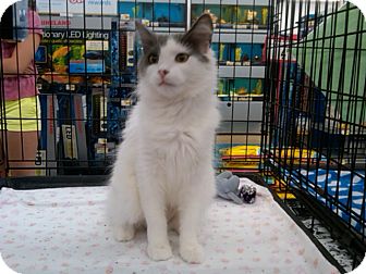 Domestic Longhair Cat for Sale in Sterling Hgts, Michigan - Lil Lady Domestic Longhair Cat for Sale in Sterling Hgts, Michigan - Lil Lady