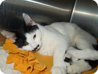Domestic Shorthair Cat for Sale in Medina, Ohio - Stubby Domestic Shorthair Cat for Sale in Medina, Ohio - Stubby