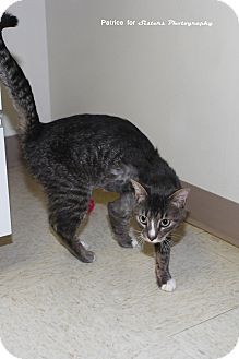 Domestic Shorthair Cat for Sale in Lincoln, Nebraska - Xavier Domestic Shorthair Cat for Sale in Lincoln, Nebraska - Xavier