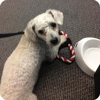 Poodle (Miniature) Mix Dog for Sale in NA, Oklahoma - Cuddley Max Poodle (Miniature) Mix Dog for Sale in NA, Oklahoma - Cuddley Max