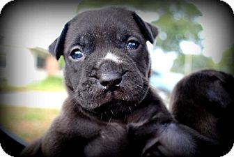 American Bulldog Mix Puppy for Sale in Orlando, Florida - Kiss American Bulldog Mix Puppy for Sale in Orlando, Florida - Kiss