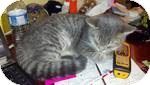Domestic Shorthair Kitten for Sale in Pittstown, New Jersey - Gracie Domestic Shorthair Kitten for Sale in Pittstown, New Jersey - Gracie