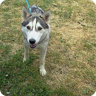 Siberian Husky Dog for Sale in Corona, California - Manda Siberian Husky Dog for Sale in Corona, California - Manda