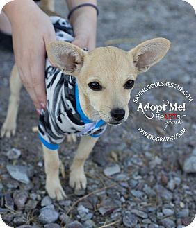 Chihuahua Mix Puppy for Sale in Scottsdale, Arizona - Benny Chihuahua Mix Puppy for Sale in Scottsdale, Arizona - Benny