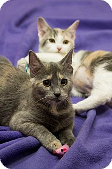 Domestic Shorthair Kitten for Sale in Chicago, Illinois - Dallas & Tulia Domestic Shorthair Kitten for Sale in Chicago, Illinois - Dallas & Tulia