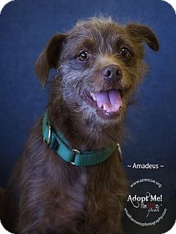 Border Terrier Mix Dog for Sale in Phoenix, Arizona - Amadeus Border Terrier Mix Dog for Sale in Phoenix, Arizona - Amadeus