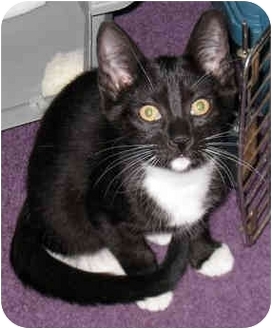 Domestic Shorthair Cat for Sale in Troy, Michigan - Tiffy Domestic Shorthair Cat for Sale in Troy, Michigan - Tiffy
