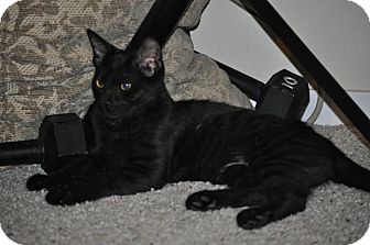 Domestic Shorthair Cat for Sale in Modesto, California - Licorice Domestic Shorthair Cat for Sale in Modesto, California - Licorice