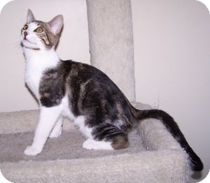 Domestic Shorthair Kitten for Sale in Colorado Springs, Colorado - K-Sophie4-Jersey Domestic Shorthair Kitten for Sale in Colorado Springs, Colorado - K-Sophie4-Jersey