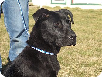 Labrador Retriever Mix Dog for Sale in Germantown, Maryland - Raven Labrador Retriever Mix Dog for Sale in Germantown, Maryland - Raven