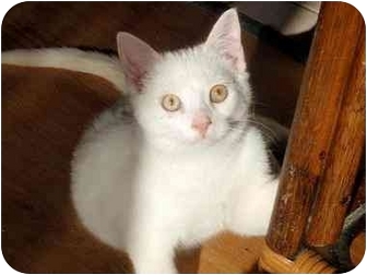 Domestic Shorthair Kitten for Sale in Hamilton, Ontario - Caleb Domestic Shorthair Kitten for Sale in Hamilton, Ontario - Caleb