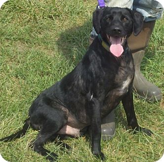 Labrador Retriever Mix Dog for Sale in Lisbon, Ohio - Nicholas Labrador Retriever Mix Dog for Sale in Lisbon, Ohio - Nicholas