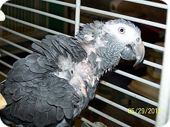 African Grey for Sale in Lexington, Georgia - Sweet Pea African Grey for Sale in Lexington, Georgia - Sweet Pea
