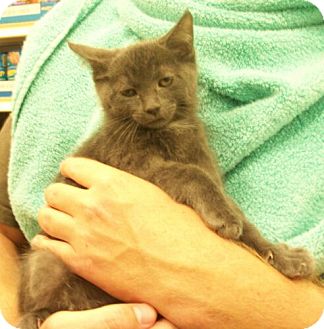 Domestic Shorthair Kitten for Sale in Sterling, Virginia - Tanner Domestic Shorthair Kitten for Sale in Sterling, Virginia - Tanner